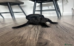 Staffordshire Bull Terrier dogs for sale: 🔥 Stunning Staffordshire Bull Terriers 🔥 - Image 14