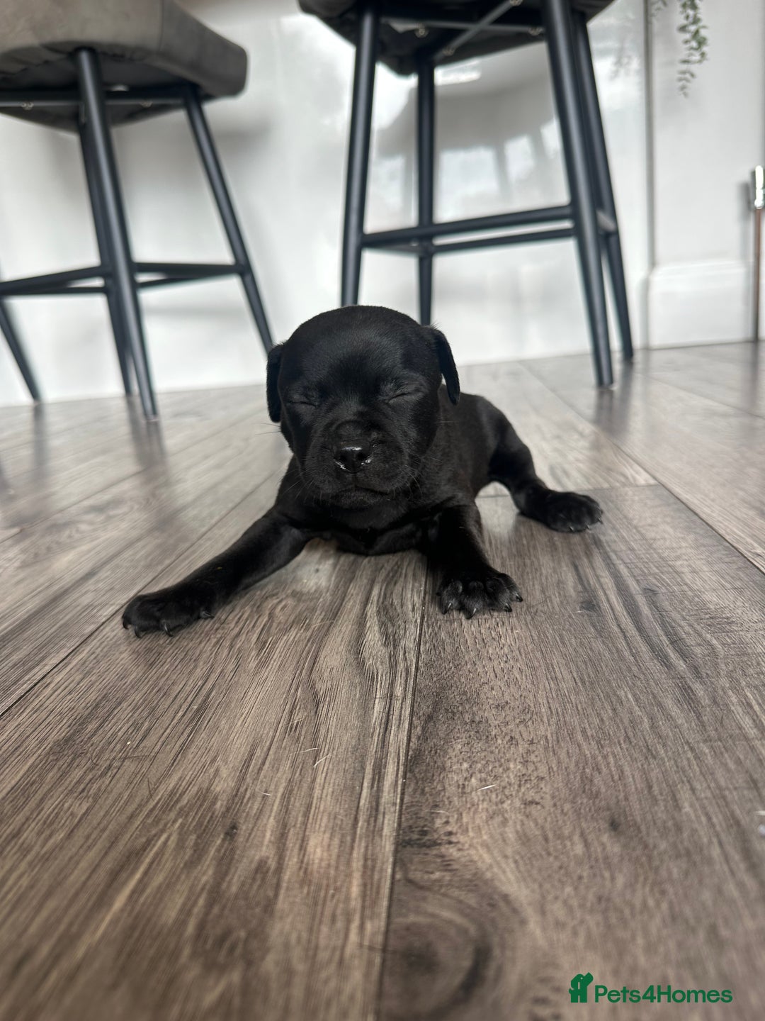 Staffordshire Bull Terrier dogs for sale: 🔥 Stunning Staffordshire Bull Terriers 🔥 - Image 14