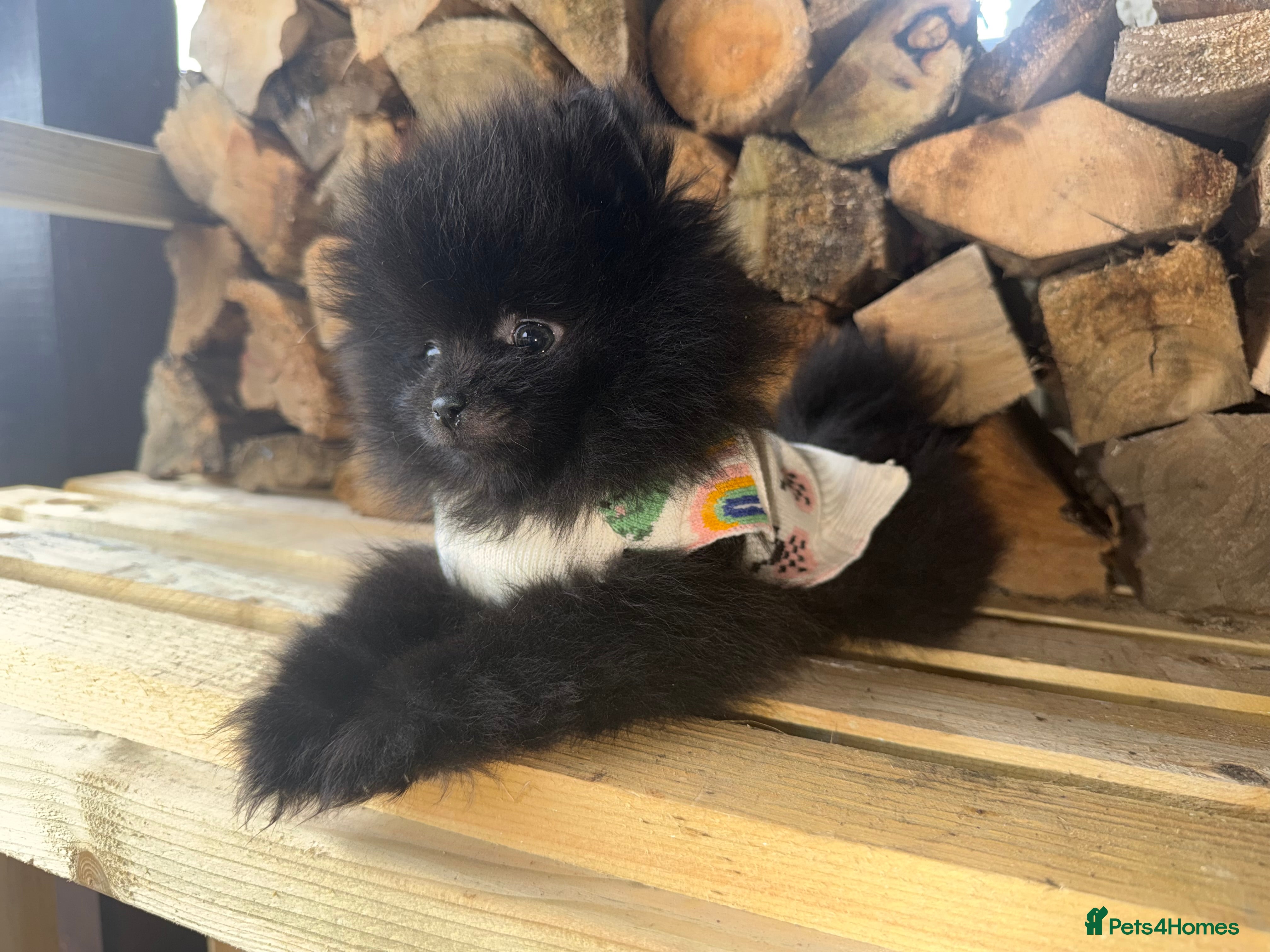 Pomeranian dogs 💥‼️🧸READY NOW BABY BOY BLACK BEAR‼️💥🧸 - Advert 7