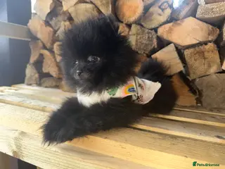 Pomeranian dogs 💥‼️🧸READY NOW BABY BOY BLACK BEAR‼️💥🧸 - Advert 7