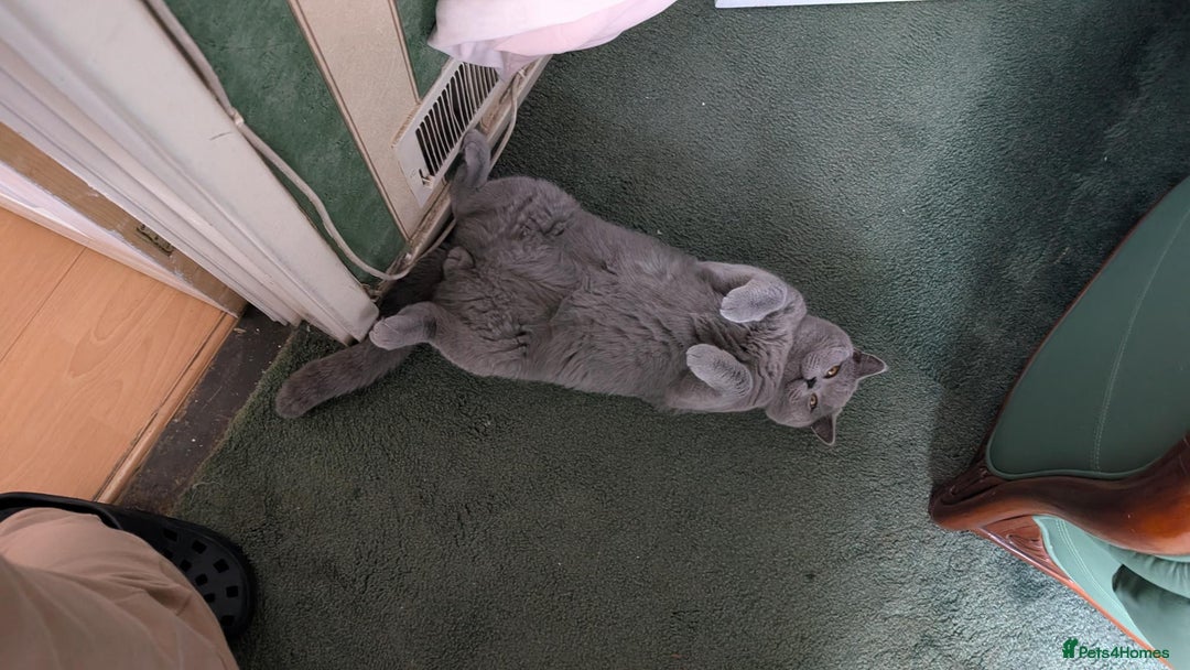 British Shorthair cats for sale: Beautiful British Blue Shorthair Male – 1 Yr Old - Advert 19