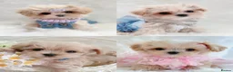 Maltipoo dogs for sale: Extra small F1 maltipoo puppies  - Advert 1
