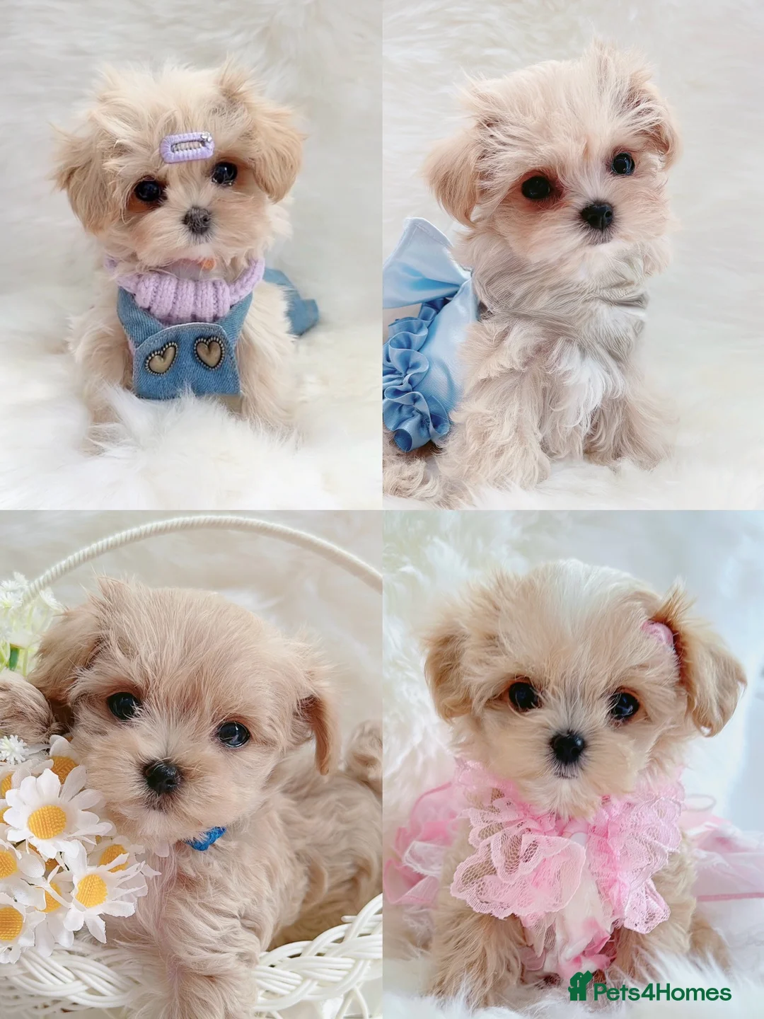 Maltipoo dogs for sale: Extra small F1 maltipoo puppies  - Advert 1
