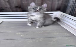 Maine Coon cats for sale: 🌟🌟Beautiful Maine Coon kittens 🌟🌟 - Image 29