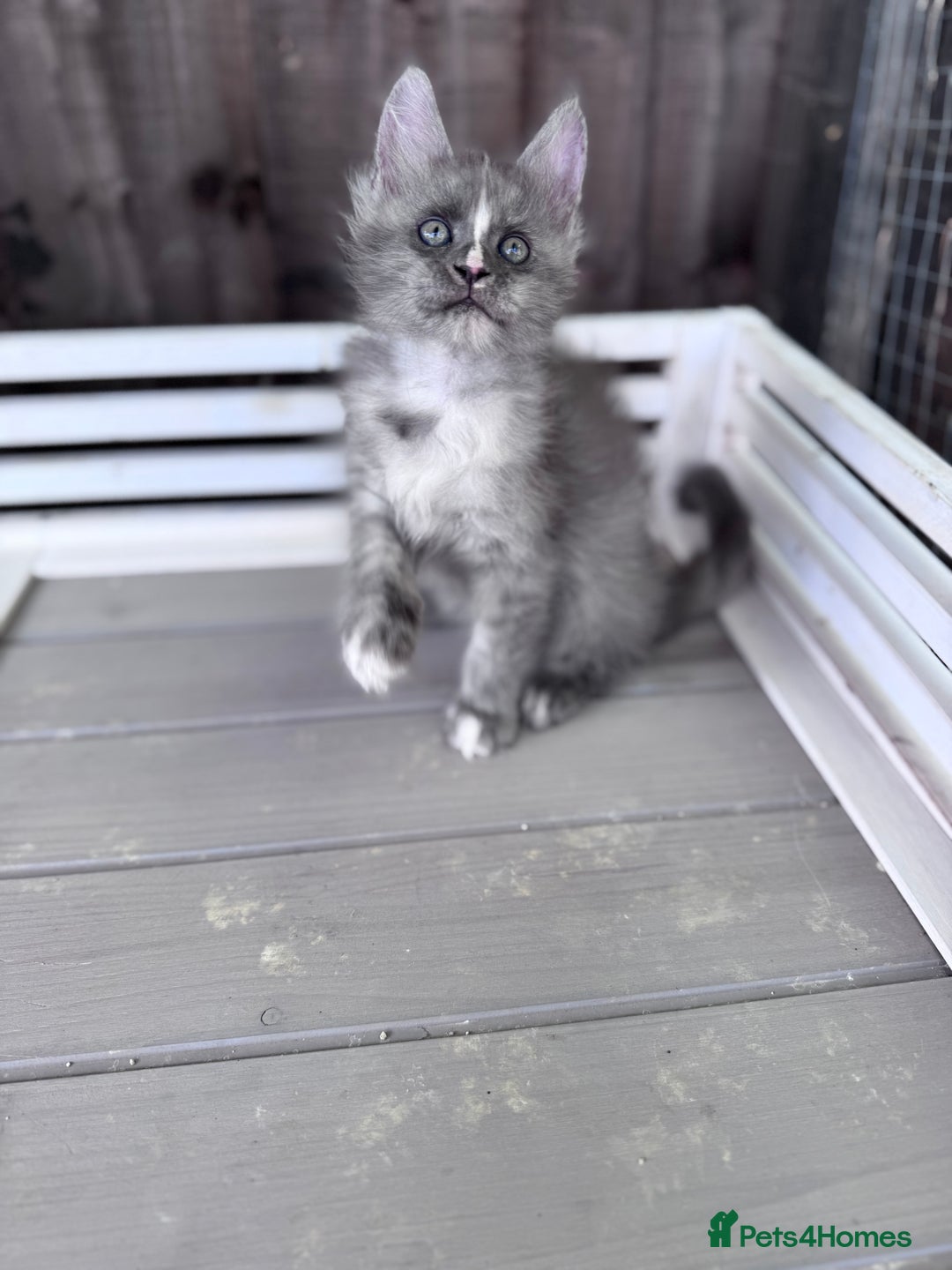 Maine Coon cats for sale: 🌟🌟Beautiful Maine Coon kittens 🌟🌟 - Image 29