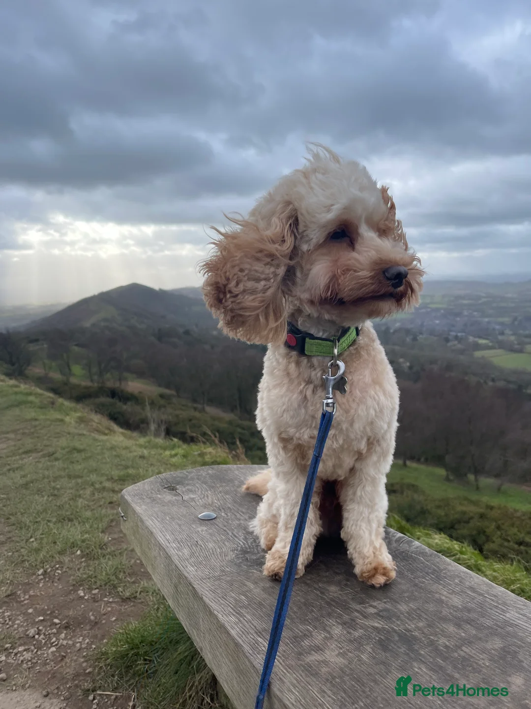 Cavapoo dogs for stud:  Fully healthy tested Proven F1 Cavapoo Stud Dog in Droitwich - Advert 7