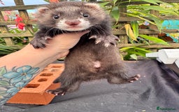 Ferret rodents for sale: Beautiful ferrets for sale - Image 4