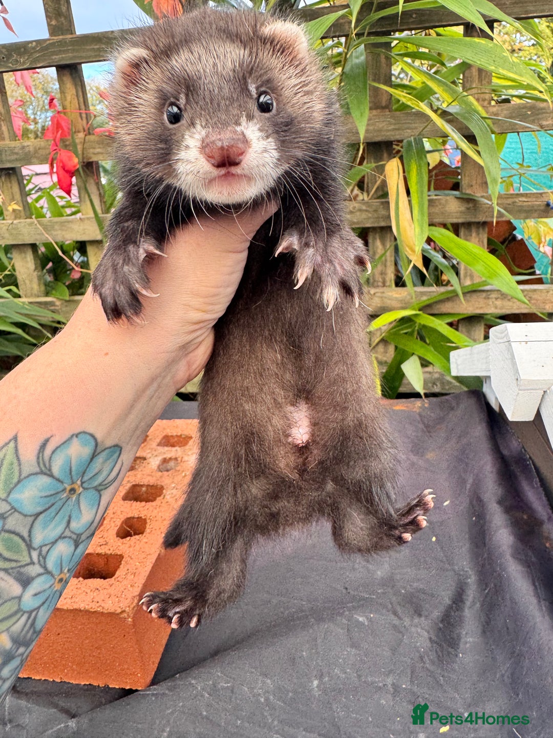 Ferret rodents for sale: Beautiful ferrets for sale - Image 4