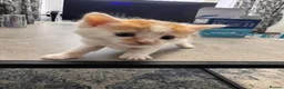 Mixed Breed cats for sale: Extreme fluffy chubby kittens  in London - Advert 37