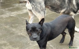 Mixed Breed dogs for adoption: Jack - Norwich Norfolk  - Image 2