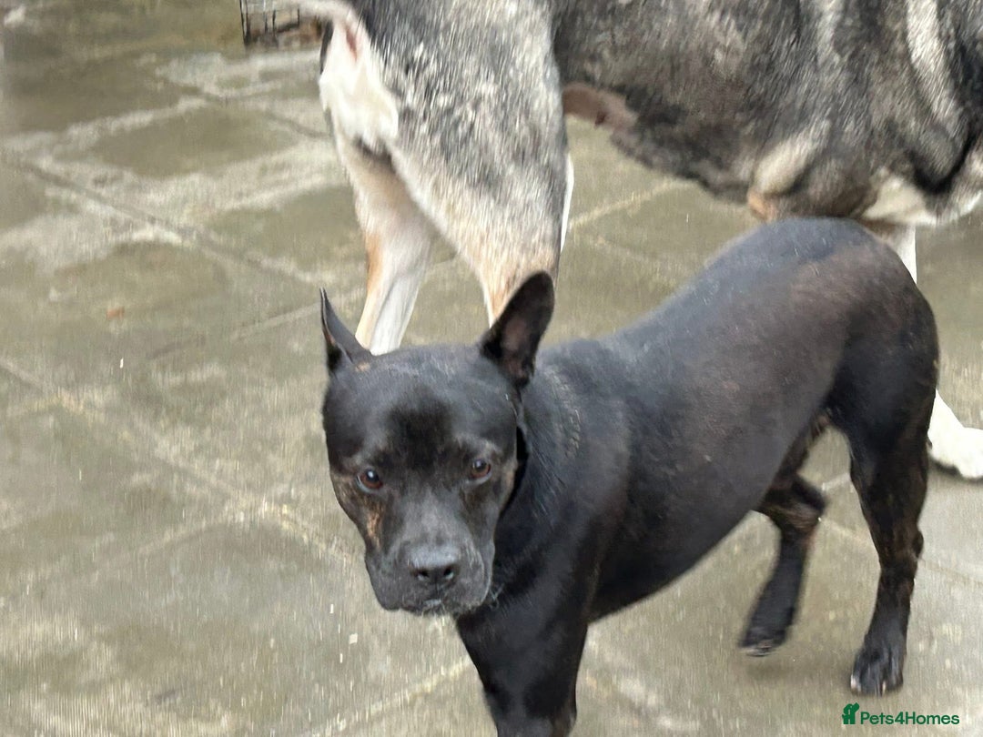 Mixed Breed dogs for adoption: Jack - Norwich Norfolk  - Image 2
