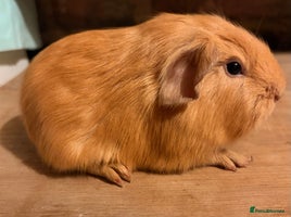 Guinea Pig rodents Beautiful Purebred Buff Guinea Pigs - Advert 16