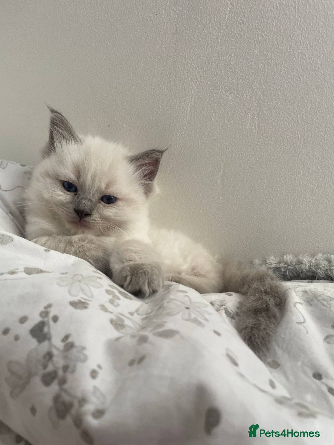 Ragdoll cats for sale: Beautiful Ragdoll Kittens  in London - Image 9