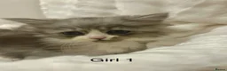 Persian cats for sale: 3 Stunning Kittens  - Advert 6