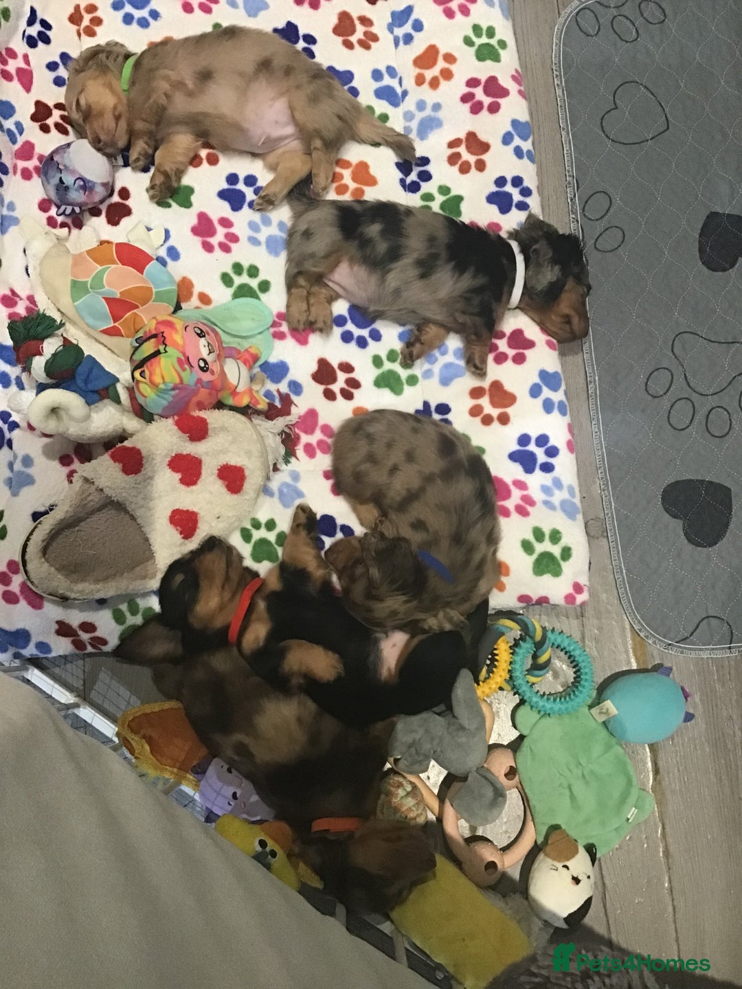 Miniature Dachshund dogs for sale: Miniature long haired dachshund  - Image 16