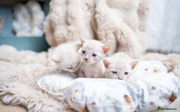 Bengal cats for sale: 3 Snow Bengal Boys-Gorgeous-TICA-Ready in November - Image 14