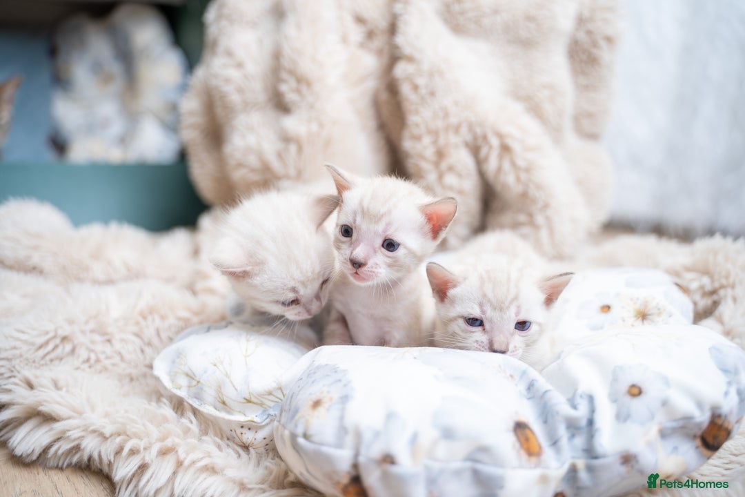 Bengal cats for sale: 3 Snow Bengal Boys-Gorgeous-TICA-Ready in November - Image 14