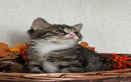 Mixed Breed cats for sale: 🐾 Playful Male Kitten Ready Now! 🐾 - Image 3