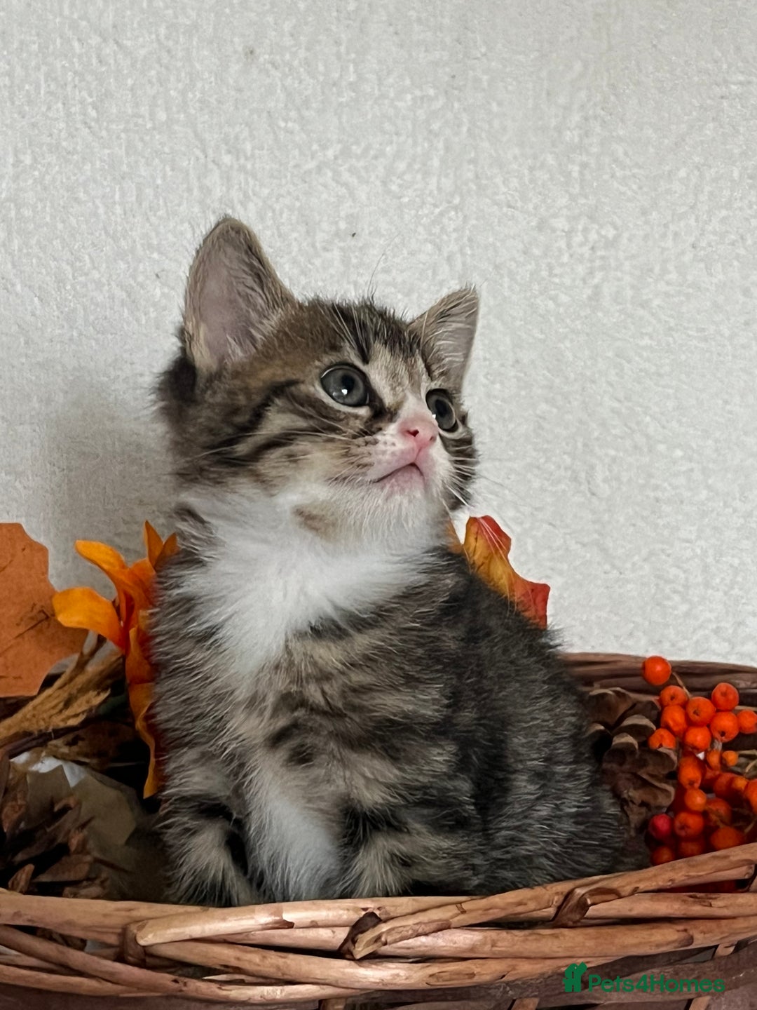 Mixed Breed cats for sale: 🐾 Playful Male Kitten Ready Now! 🐾 - Image 3