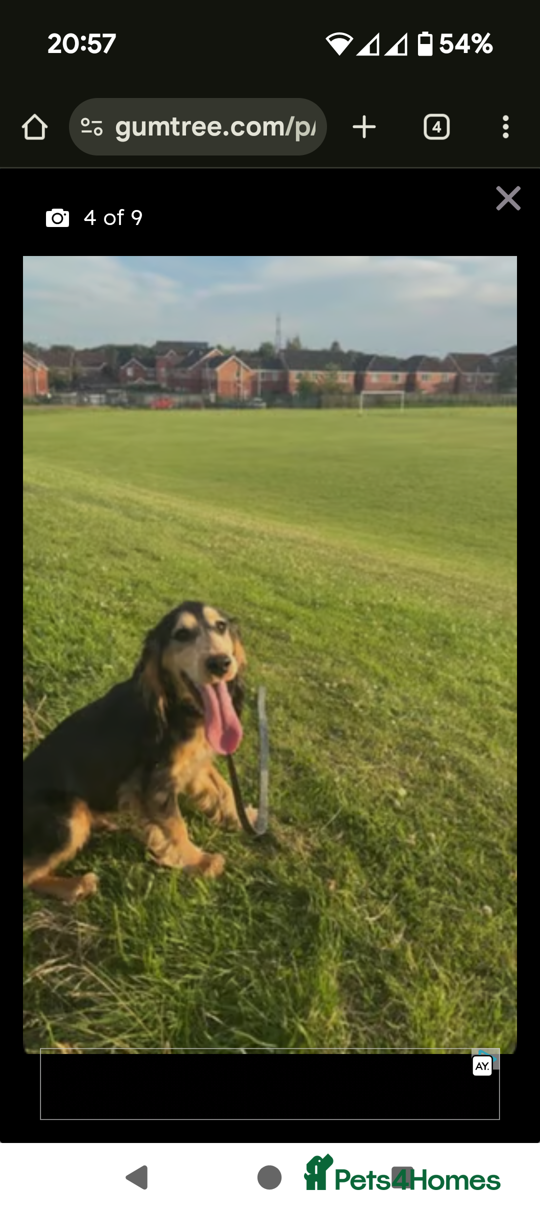 Cocker Spaniel dogs for sale: 8 month old cocker spaniel  - Image 5