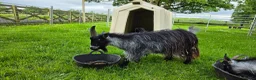 Goats livestock for sale: Three castrated male Pygmy goats in Penrith - Advert 2