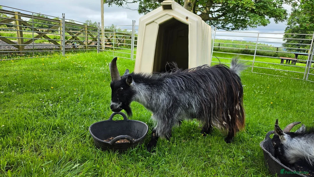 Goats livestock for sale: Three castrated male Pygmy goats in Penrith - Advert 2