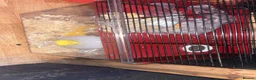 Hamster rodents for sale: hamster / hamster food and cage for sale  in Salford - Advert 4