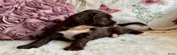 Sprocker dogs for sale: Sprocker Spaniel pups  in Stranraer - Advert 7