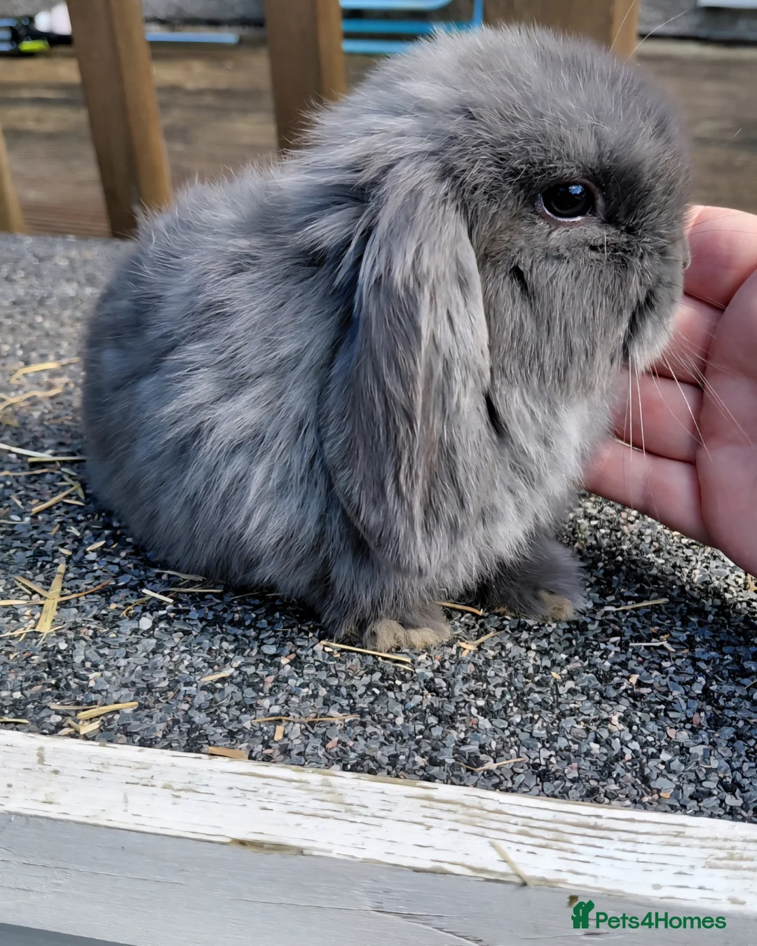 Mini Lop rabbits for sale: Mini lop babies - Advert 7