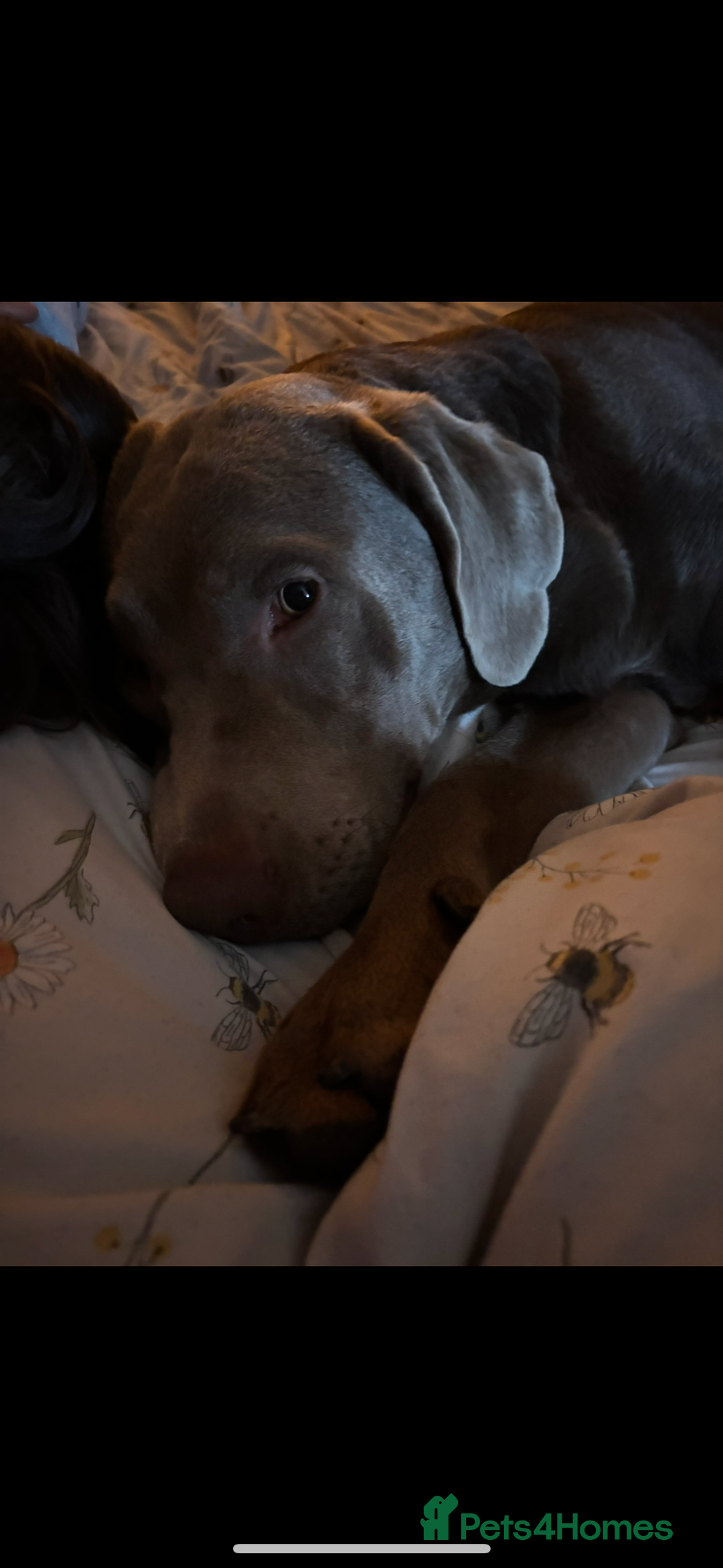 Labrador Retriever dogs for stud: Stud!! in Gateshead - Image 14