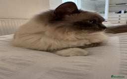 Ragdoll cats for sale: 2 Mink & 1 Blue Point Fluffy Babies  - Image 3