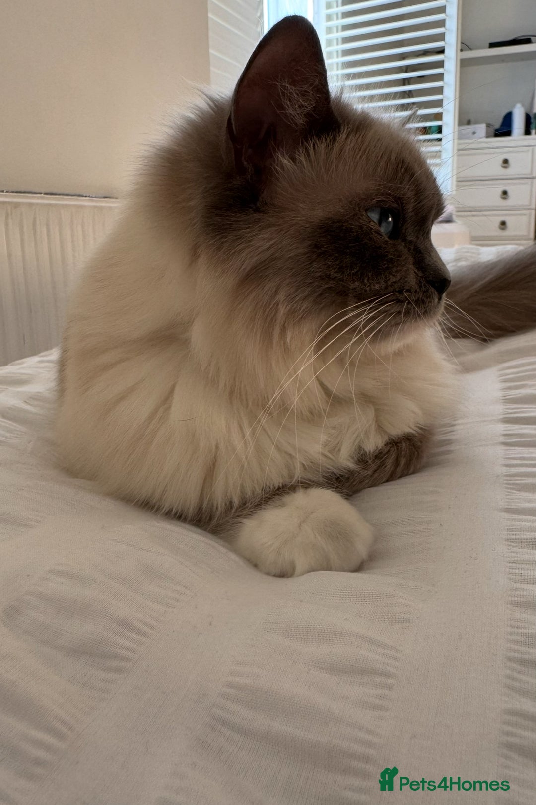 Ragdoll cats for sale: 2 Mink & 1 Blue Point Fluffy Babies  - Image 3