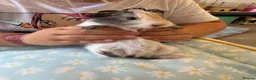 Guinea Pig rodents for sale: Single male guinea pig  - Advert 2