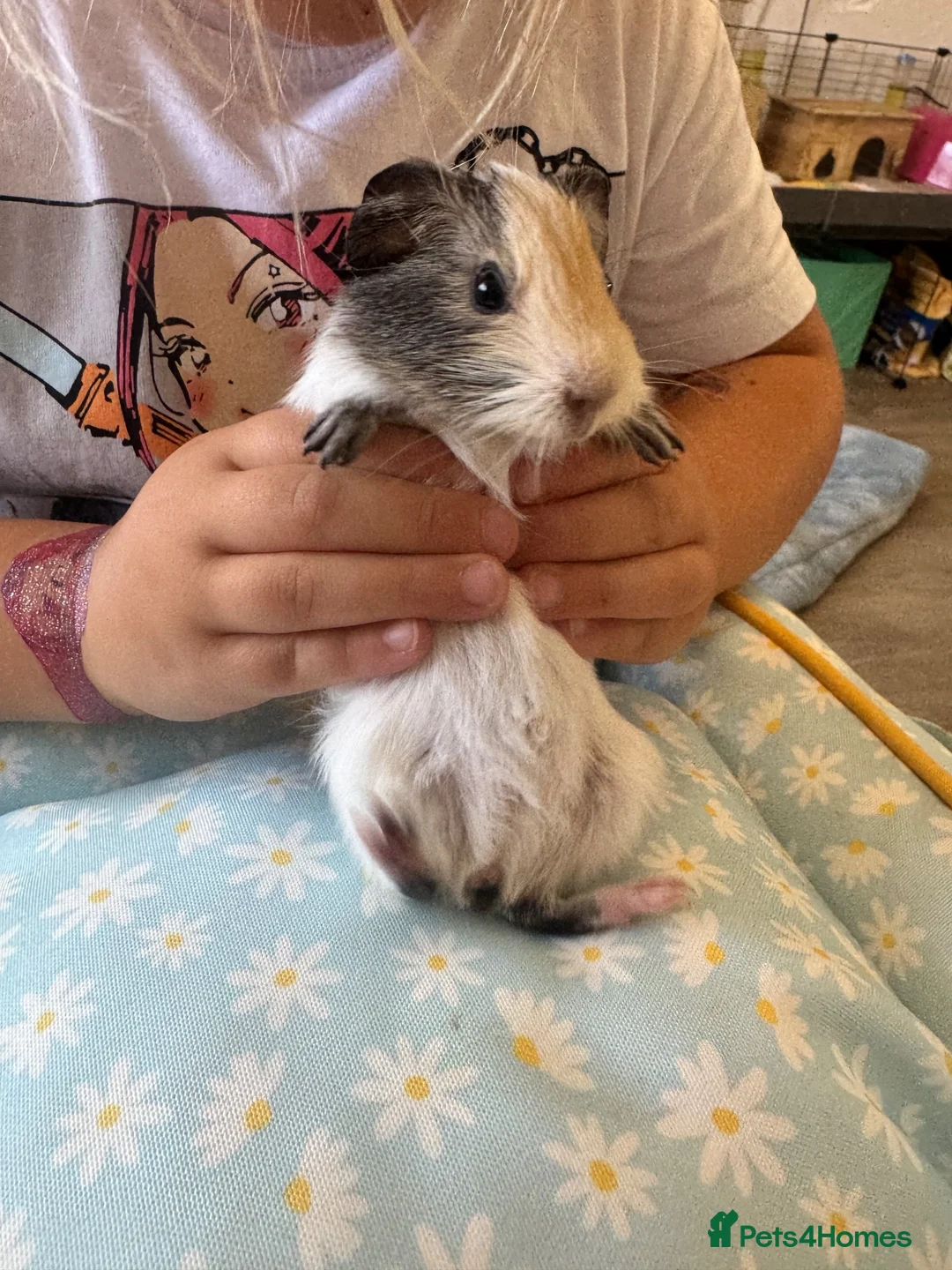 Guinea Pig rodents for sale: Single male guinea pig  - Advert 2