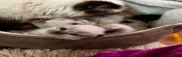 Persian cats for sale: Persian kitten for sale - Advert 7