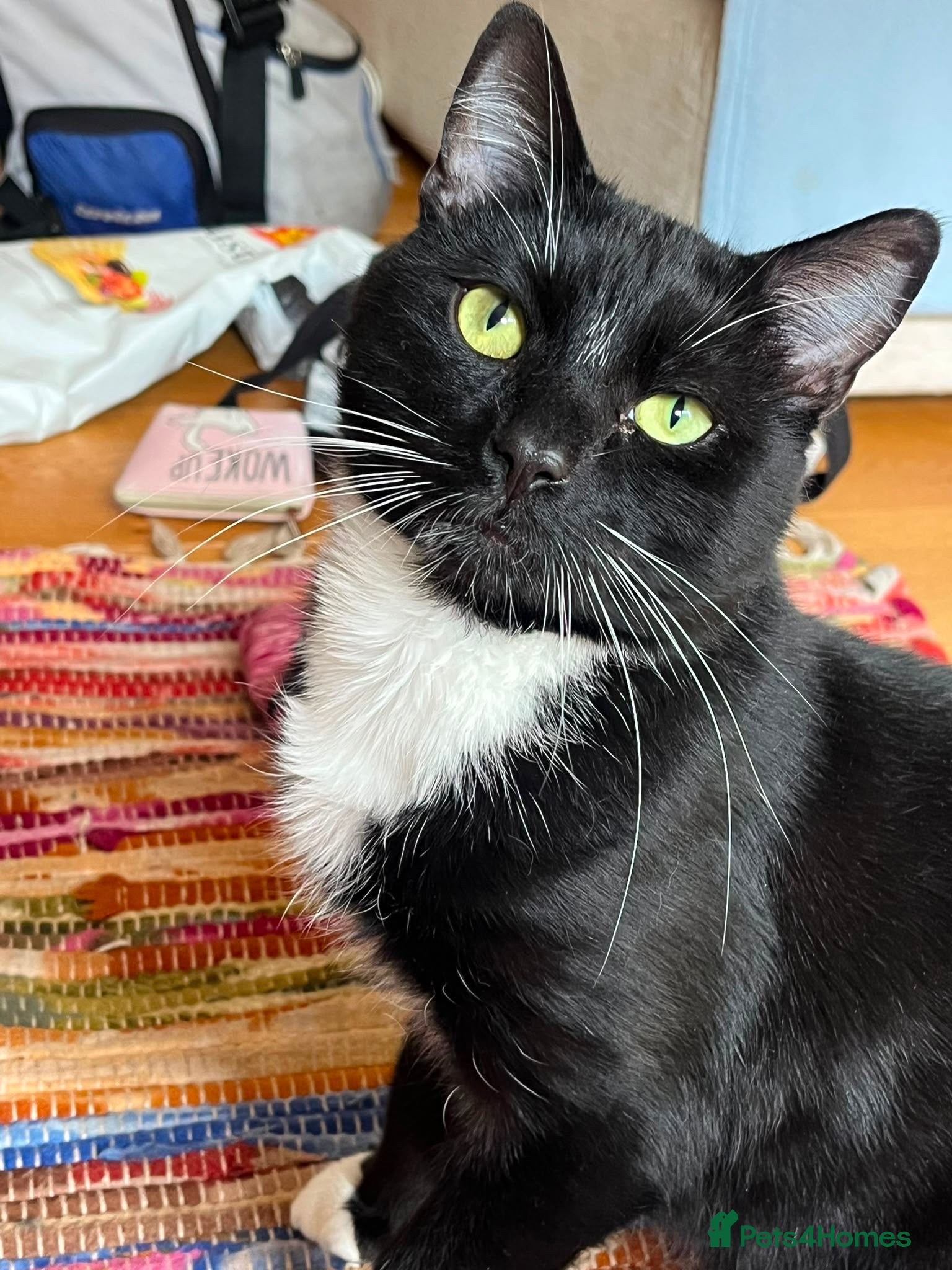 Domestic Shorthair cats Ronnie, gentle 2 year old male - Advert 16