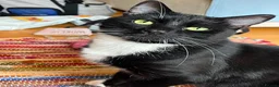 Domestic Shorthair cats for adoption: Ronnie, gentle 2 year old male - Advert 1