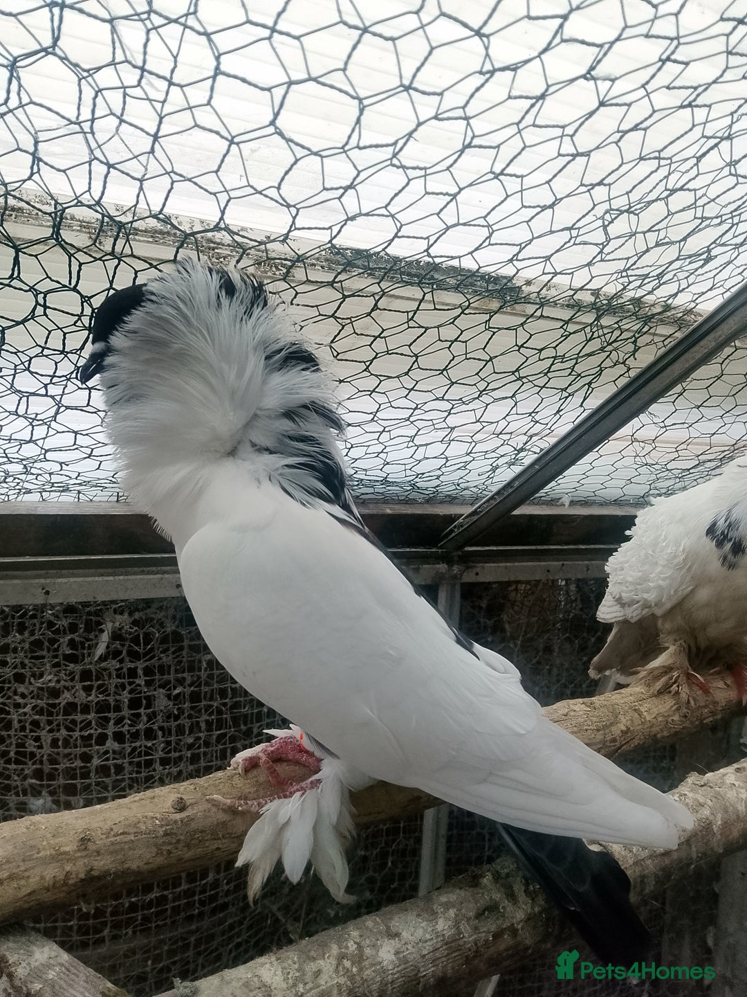 Pigeons birds for sale: Pigeon for sale - Advert 26