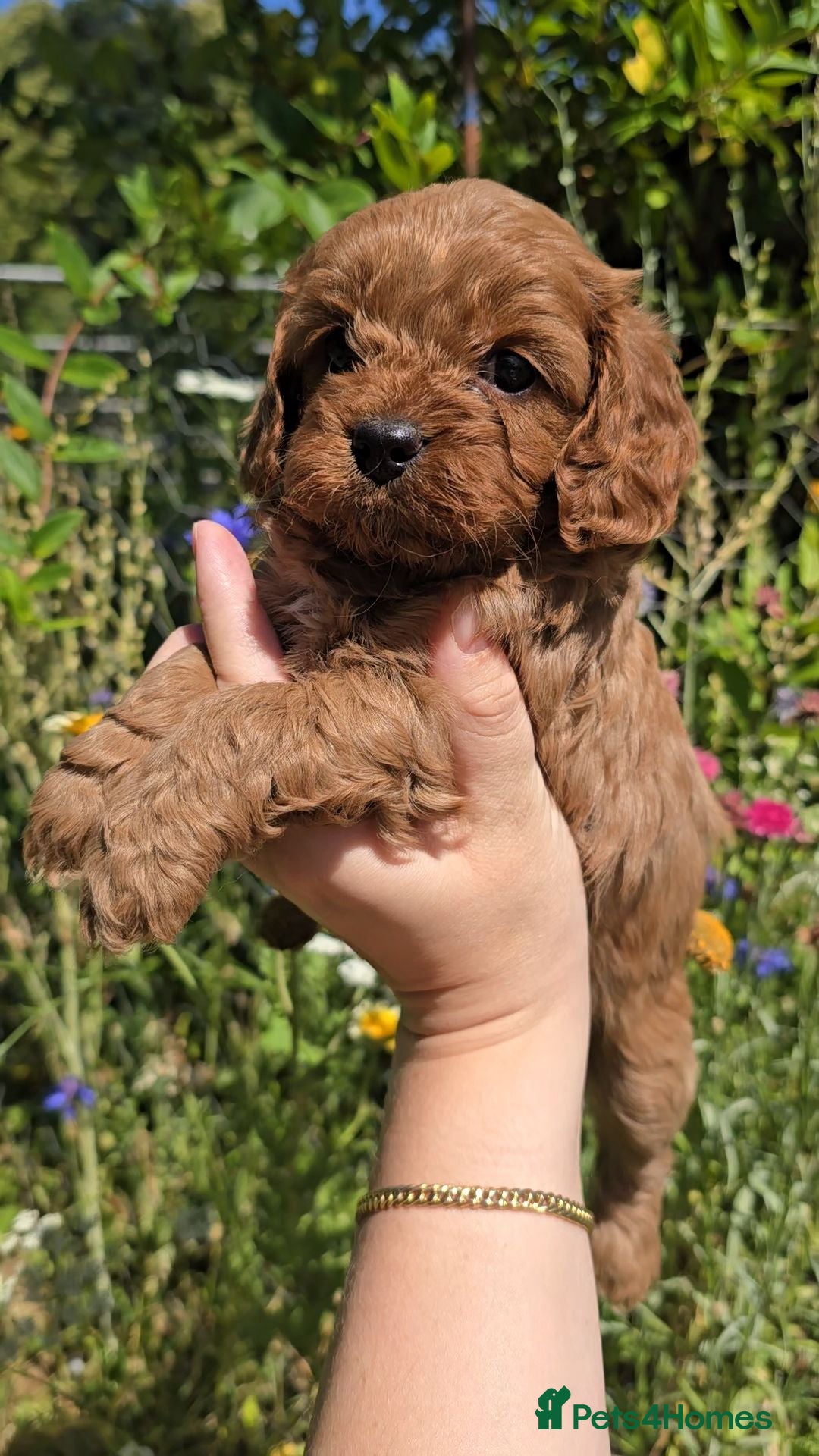 Cavapoo dogs 🐶Ruby Red Tiny Toy Cavapoo Puppies 🐶 - Advert 11