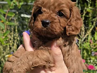 Cavapoo dogs 🐶Ruby Red Tiny Toy Cavapoo Puppies 🐶 - Advert 11