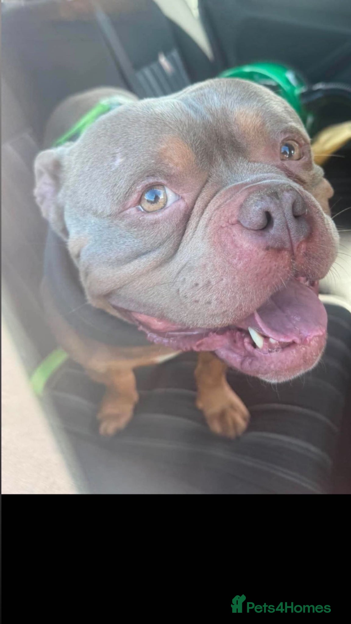 American Bully dogs Stunning Pocket Bully Looking 4 His Forever Home  - Advert 2