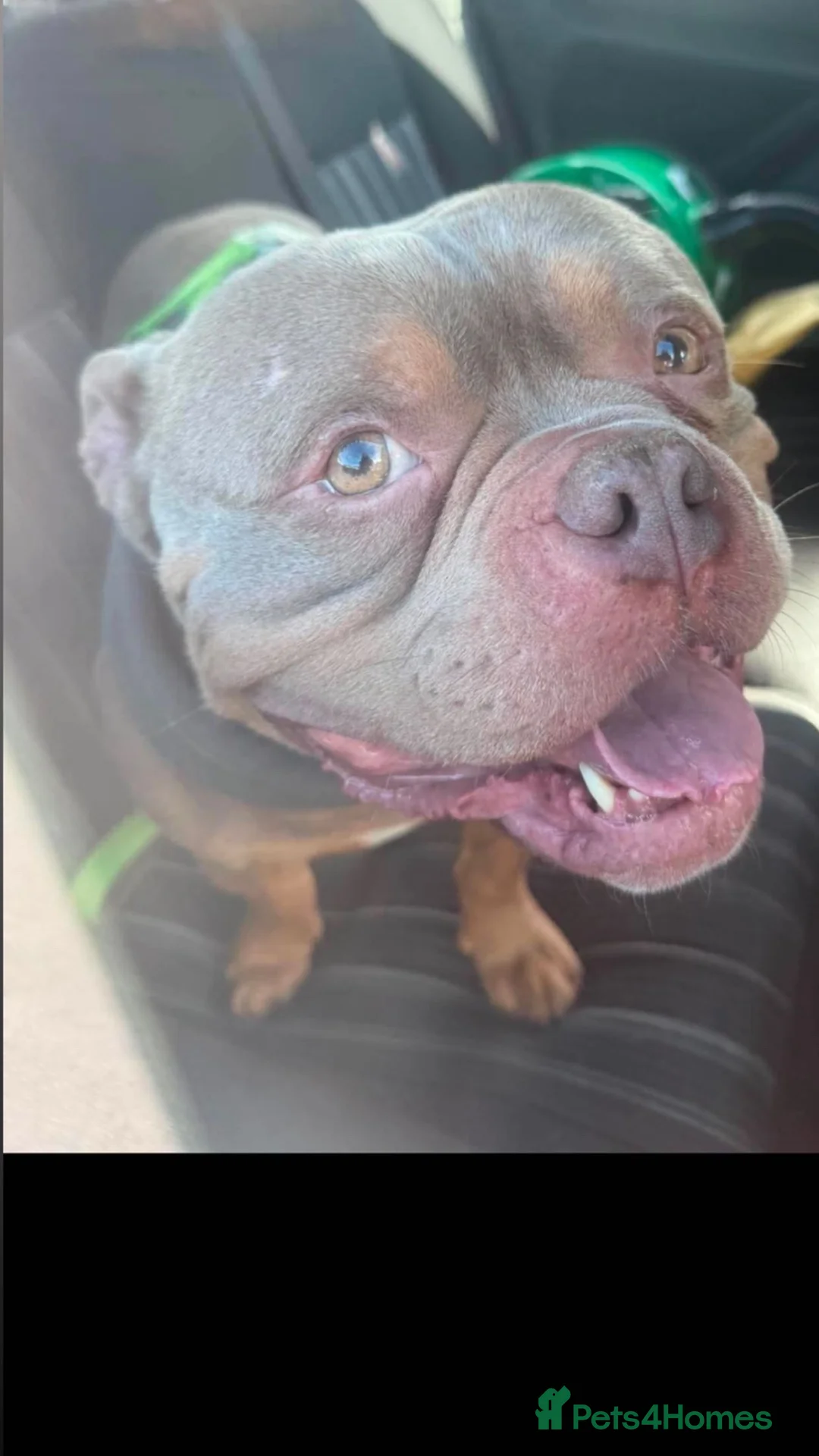 American Bully dogs for sale: Stunning Pocket Bully Looking 4 His Forever Home  - Advert 1