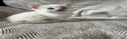 Ragdoll cats for sale: Beautiful main coon x ragdoll kittens  in Daventry - Advert 35