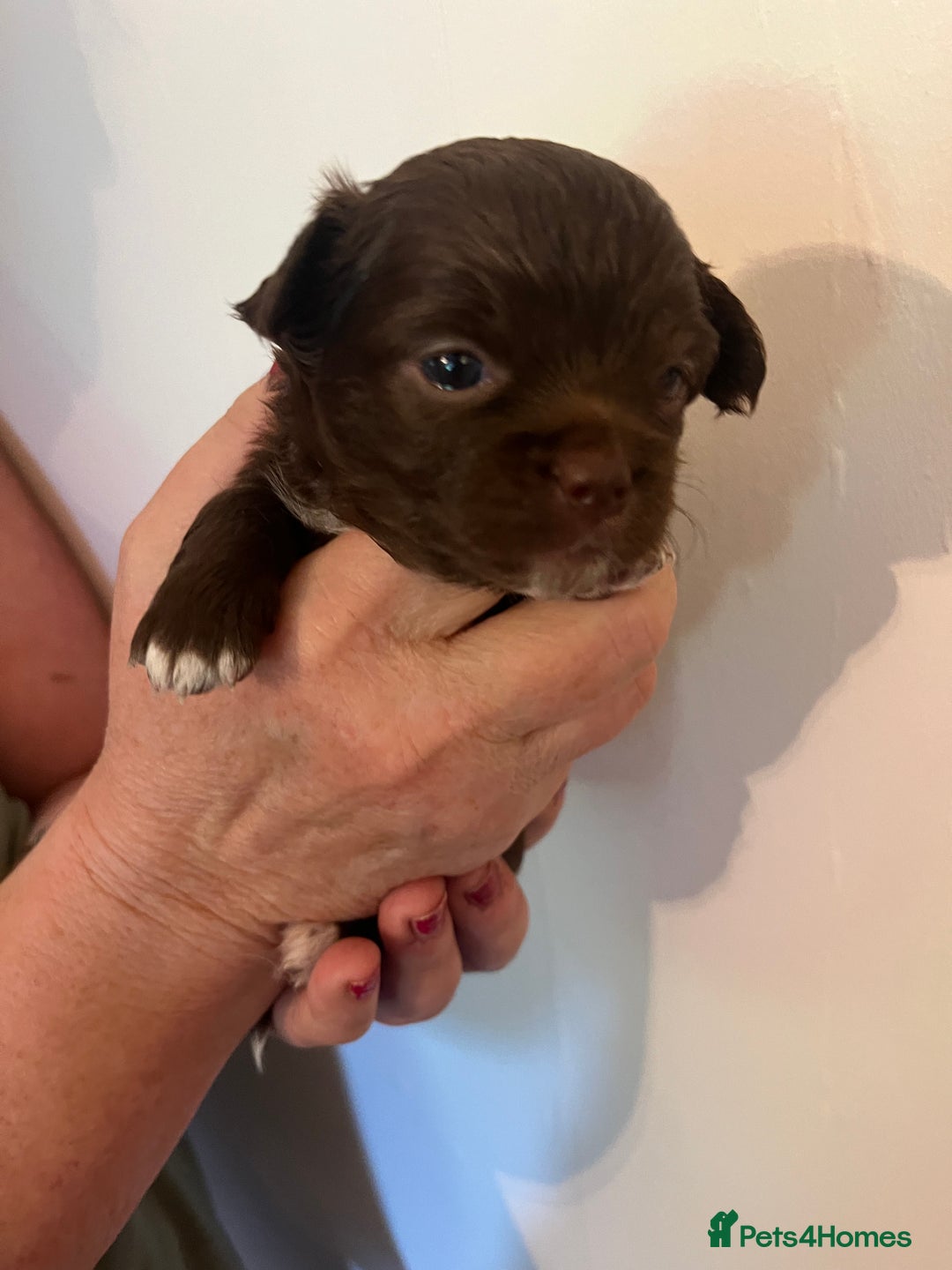 Chihuahua dogs for sale: Rare chocolate chihuahua puppies - Image 12
