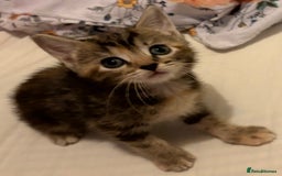 Domestic Shorthair cats for sale: 2 Beautiful kittens of a litter of 4 - Image 2