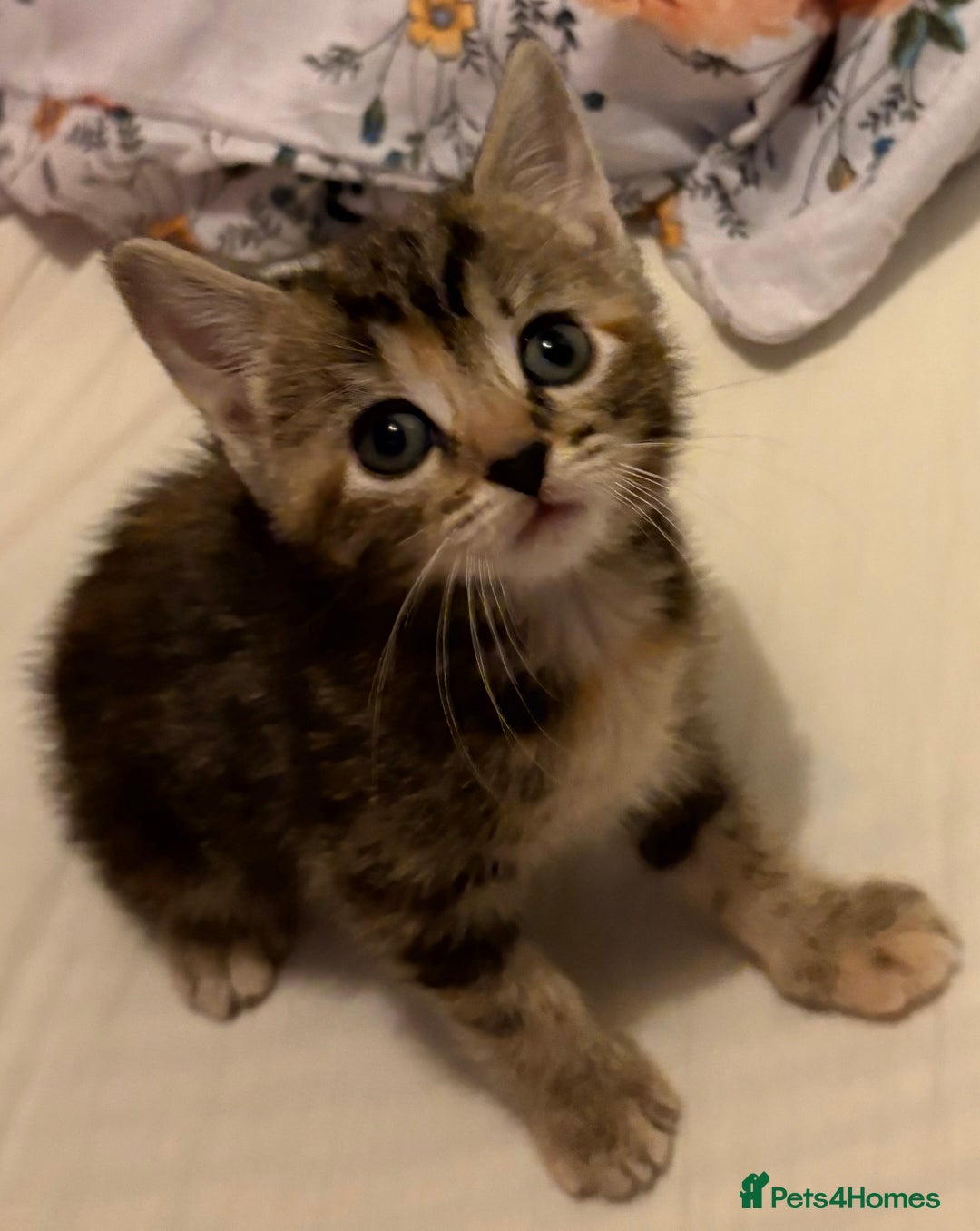 Domestic Shorthair cats for sale: 2 Beautiful kittens of a litter of 4 - Image 2