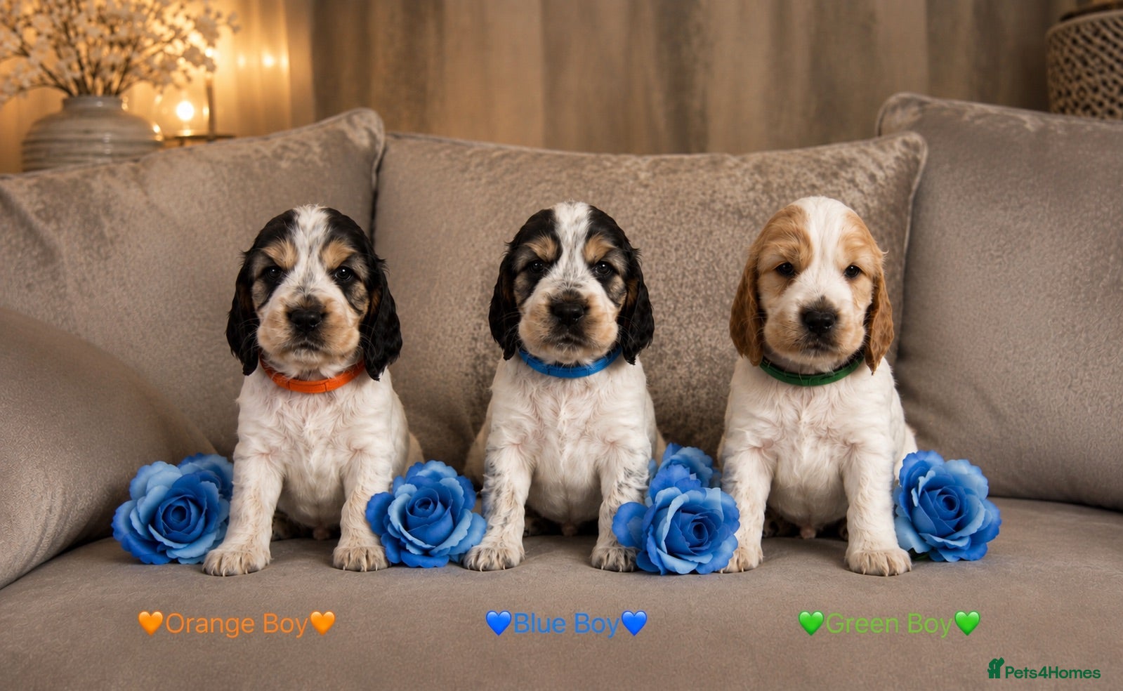Cocker Spaniel dogs KC Registered Show Type Cocker Spaniel Puppies - Advert 1
