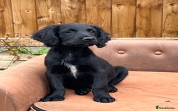 Mixed Breed dogs for sale: * Spangold Retrievers 2 beautiful boys left * - Image 31