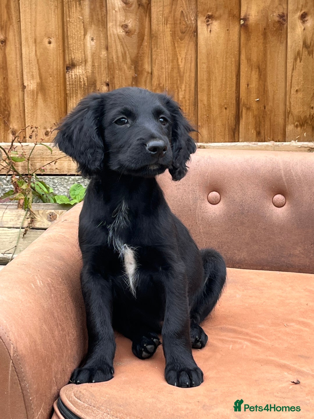 Mixed Breed dogs for sale: * Spangold Retrievers 2 beautiful boys left * - Image 31