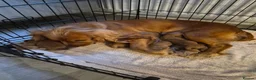 Cocker Spaniel dogs for sale: Cocker spaniel boys for sale in Barnstaple - Advert 6